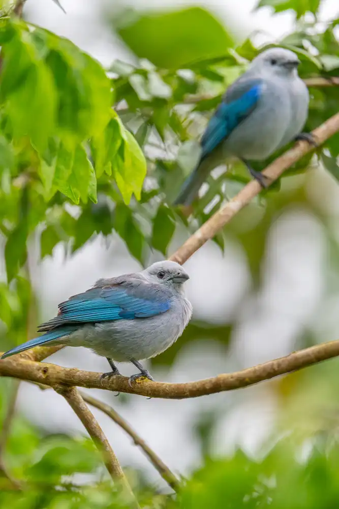 Blue-gray Tanager