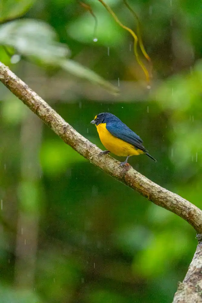 Yellow-crowned Euphonia