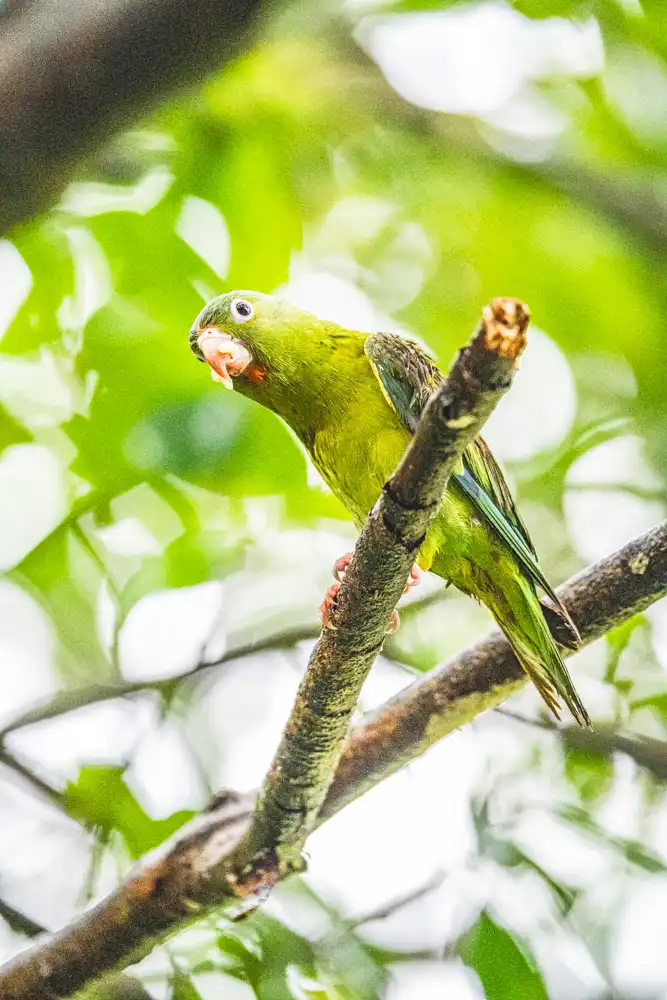 Olive Throated Parakeet