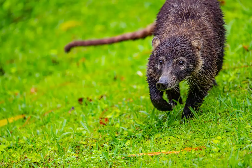The white-nosed coatimundi, also known in Costa Rica as "pizotes".